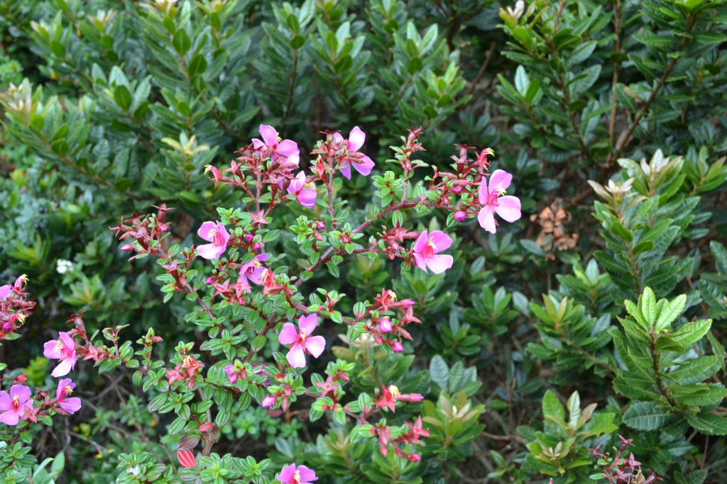Foto: Volán Póas - Volán Póas (Alajuela), Costa Rica