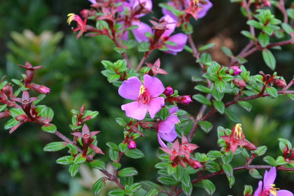 Foto: Volán Póas - Volán Póas (Alajuela), Costa Rica