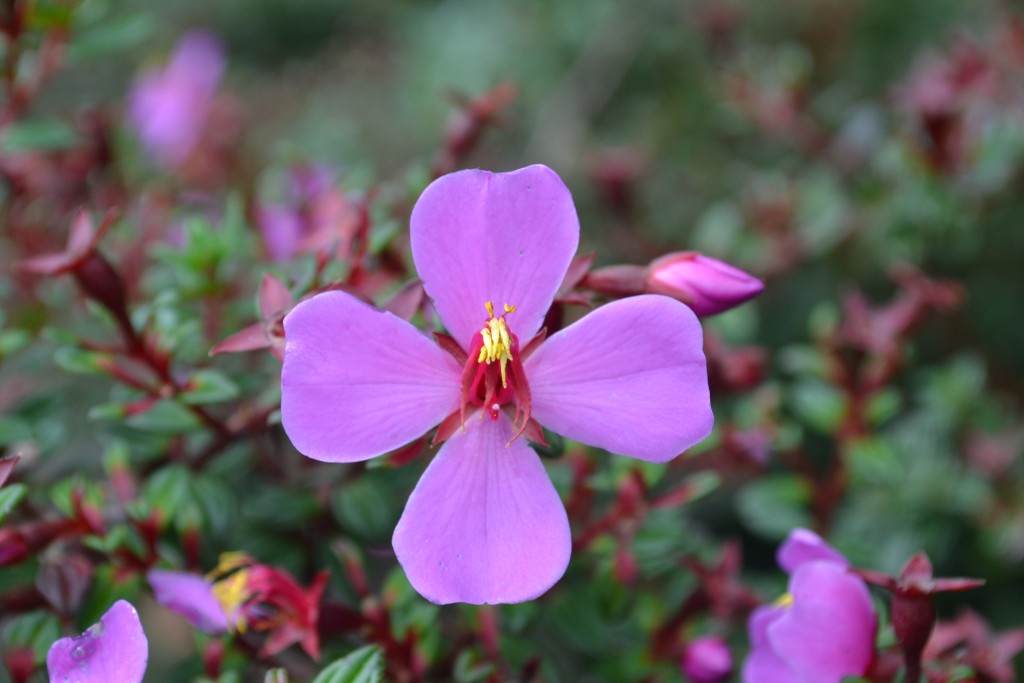 Foto: Volán Póas - Volán Póas (Alajuela), Costa Rica