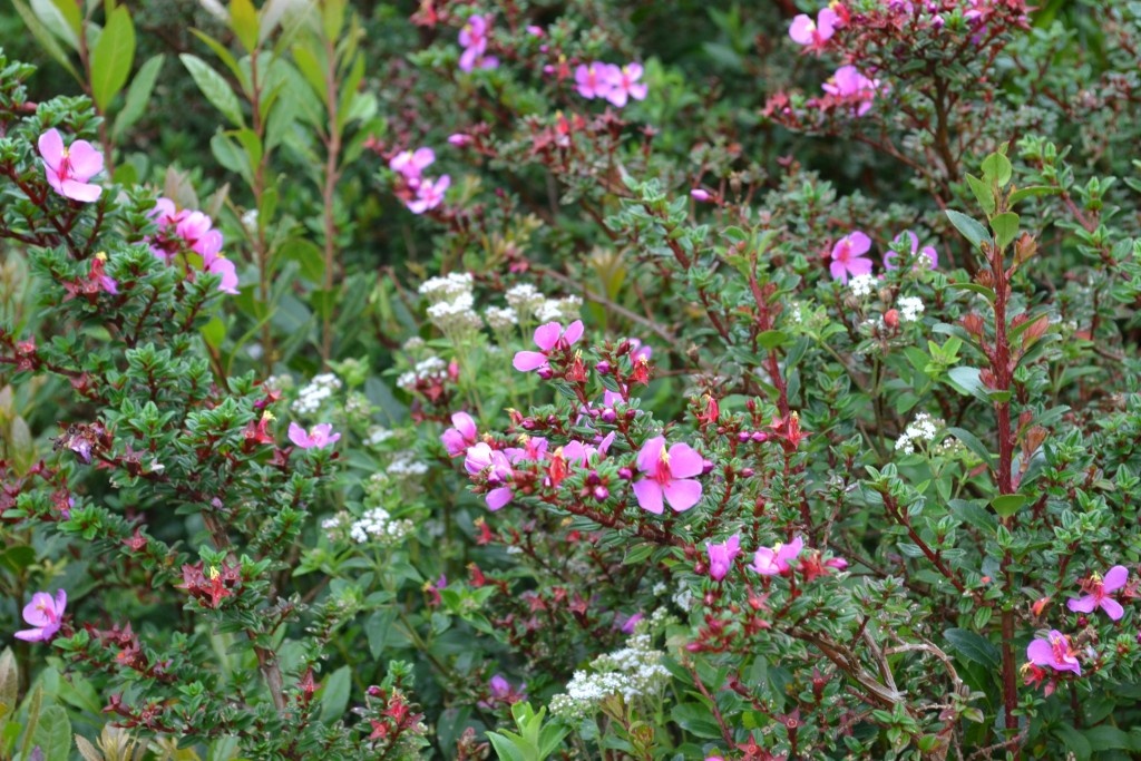 Foto: Volán Póas - Volán Póas (Alajuela), Costa Rica