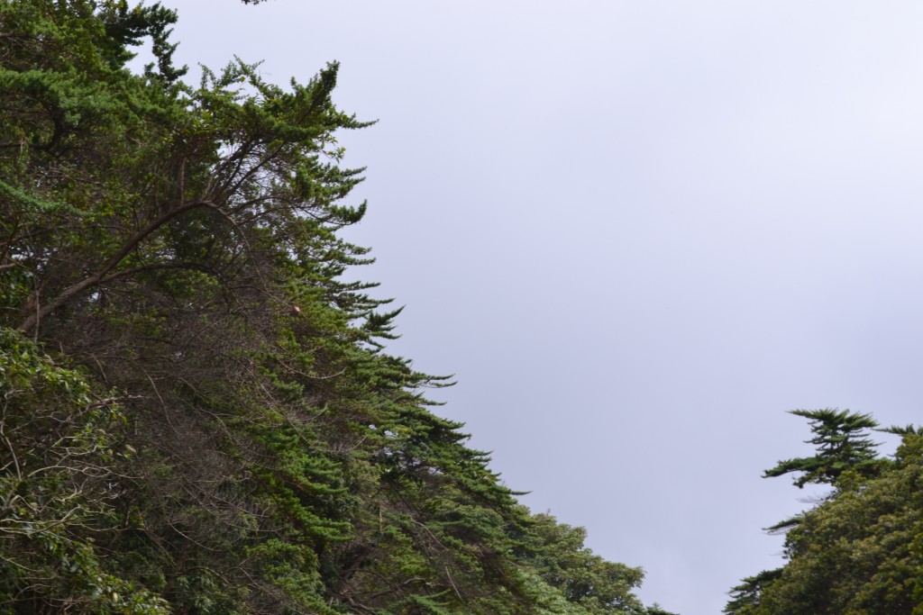 Foto: Volán Póas - Volán Póas (Alajuela), Costa Rica