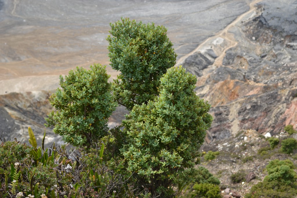 Foto: Crater Volcán Poás - Volcán Poás (Alajuela), Costa Rica