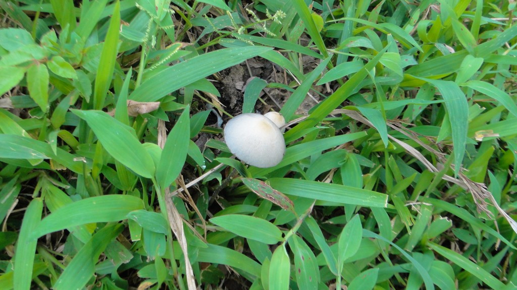 Foto de Upala (Alajuela), Costa Rica