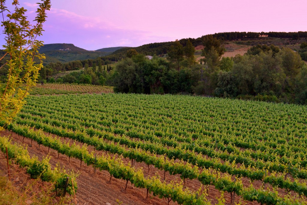 Foto: Viñas del Penedes - Torrelles de Foix (Barcelona), España