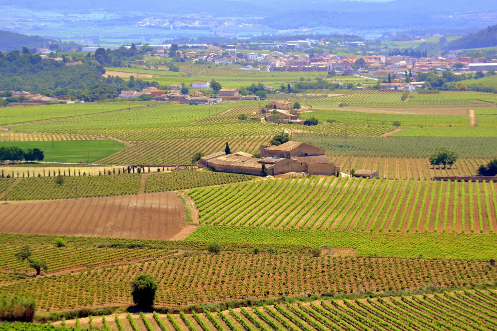 Foto: Verde Penedes, Barcelona - Torrelles de Foix (Barcelona), España