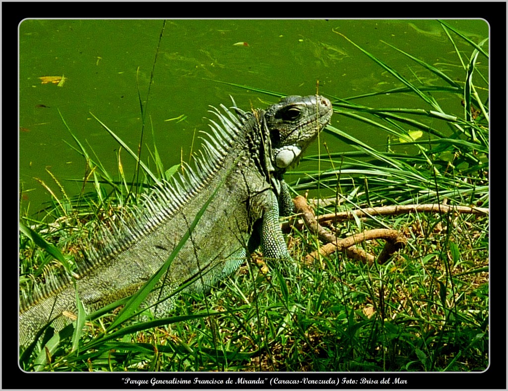 Foto: Parque Generalisimo Francisco de Miranda - Caracas (Distrito Capital), Venezuela