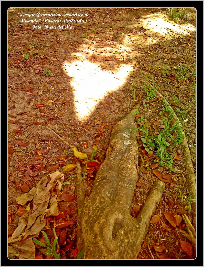 Foto: Parque Generalisimo Francisco de Miranda - Caracas (Distrito Capital), Venezuela