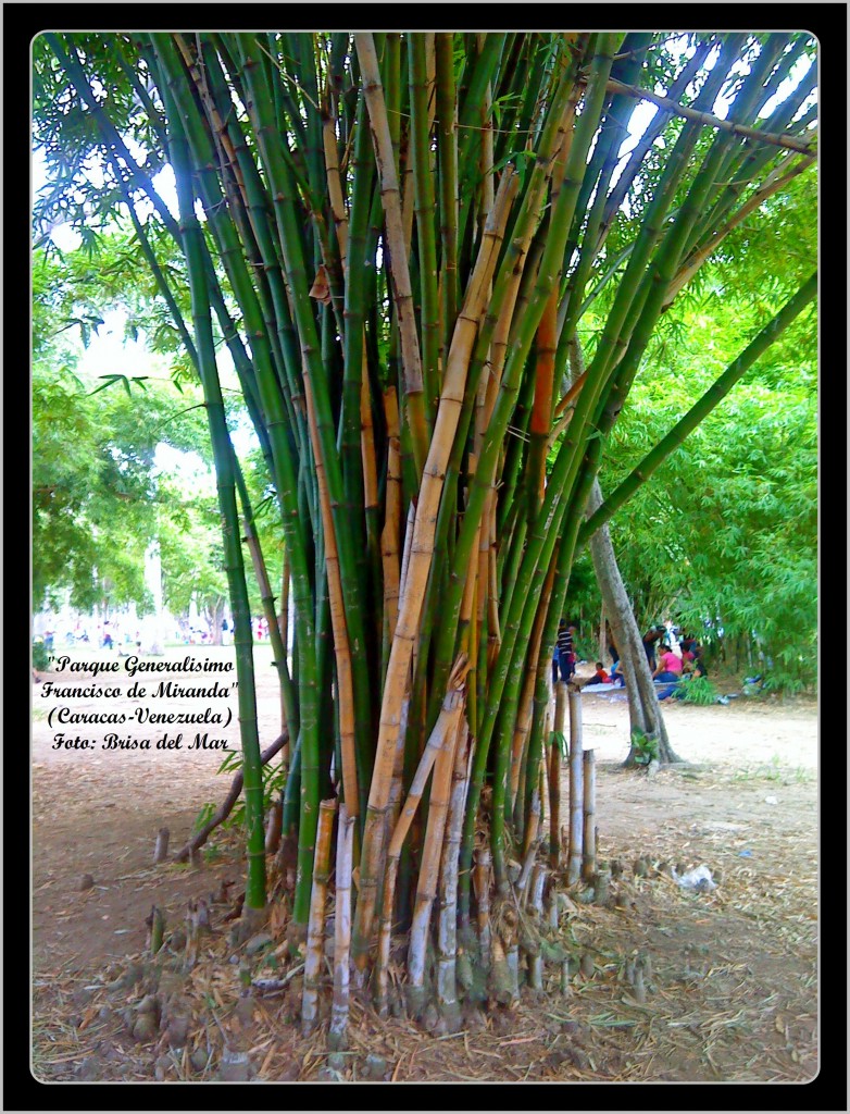 Foto: Parque Generalisimo Francisco de Miranda - Caracas (Distrito Capital), Venezuela