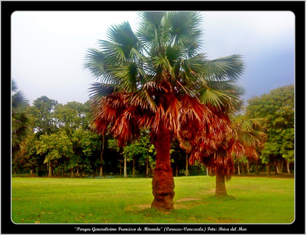 Foto: Parque Generalisimo Francisco de Miranda - Caracas (Distrito Capital), Venezuela