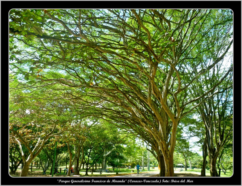 Foto: Parque Generalísimo Francisco de Miranda - Caracas (Distrito Capital), Venezuela