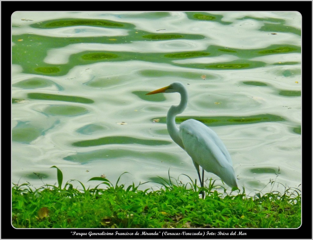 Foto: Parque Generalísimo Francisco de Miranda - Caracas (Distrito Capital), Venezuela