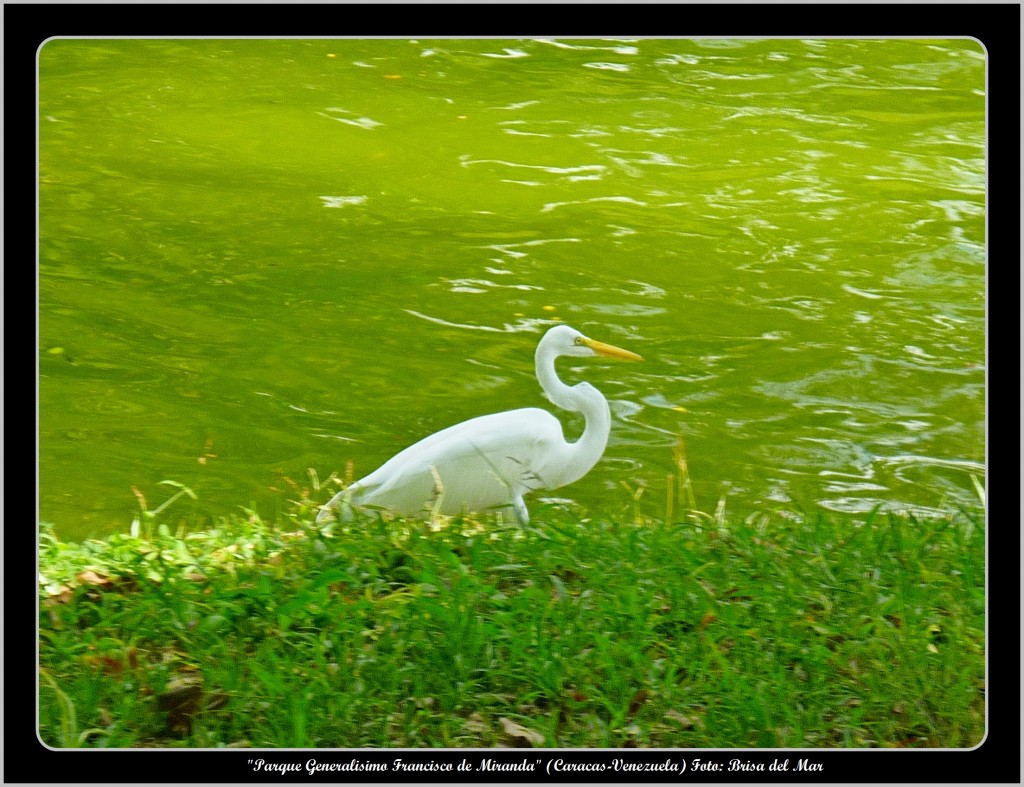 Foto: Parque Generalísimo Francisco de Miranda - Caracas (Distrito Capital), Venezuela