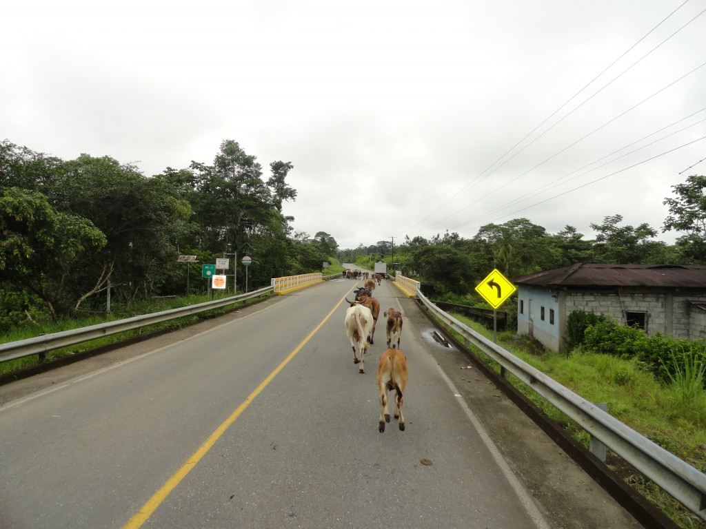 Foto: Semovientes en el camino - Lago Agrio (Sucumbios), Ecuador