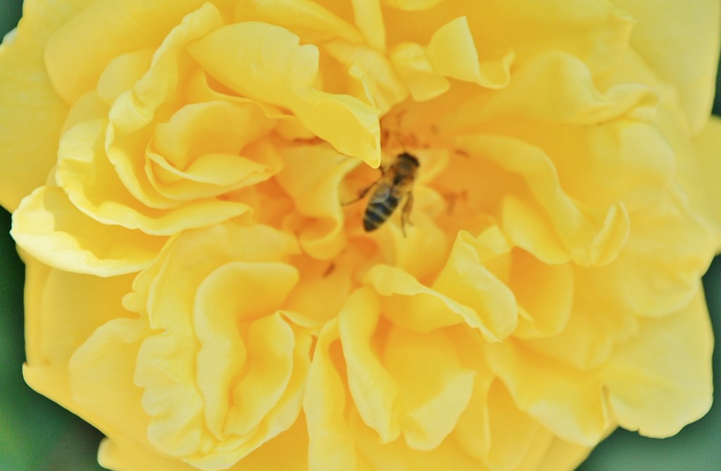 Foto: Un poco de color - Ciutadilla (Lleida), España