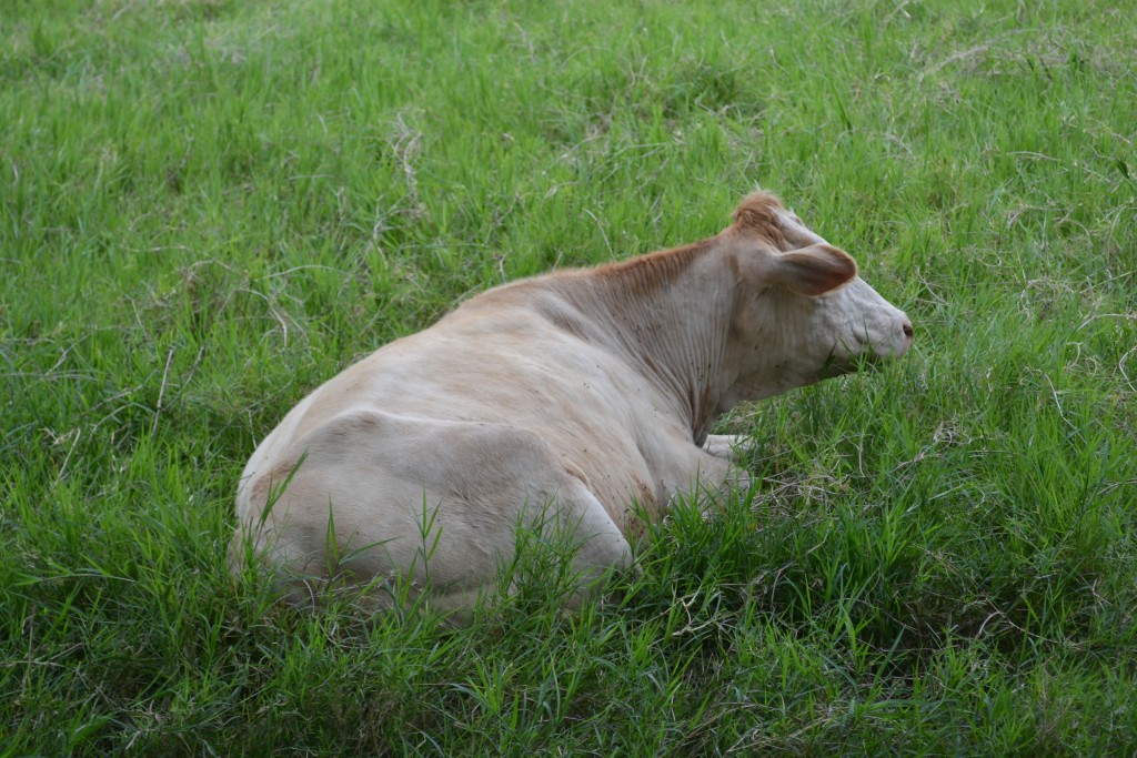 Foto: San Rafael De Alajuela - San Rafael De Alajuela (Alajuela), Costa Rica