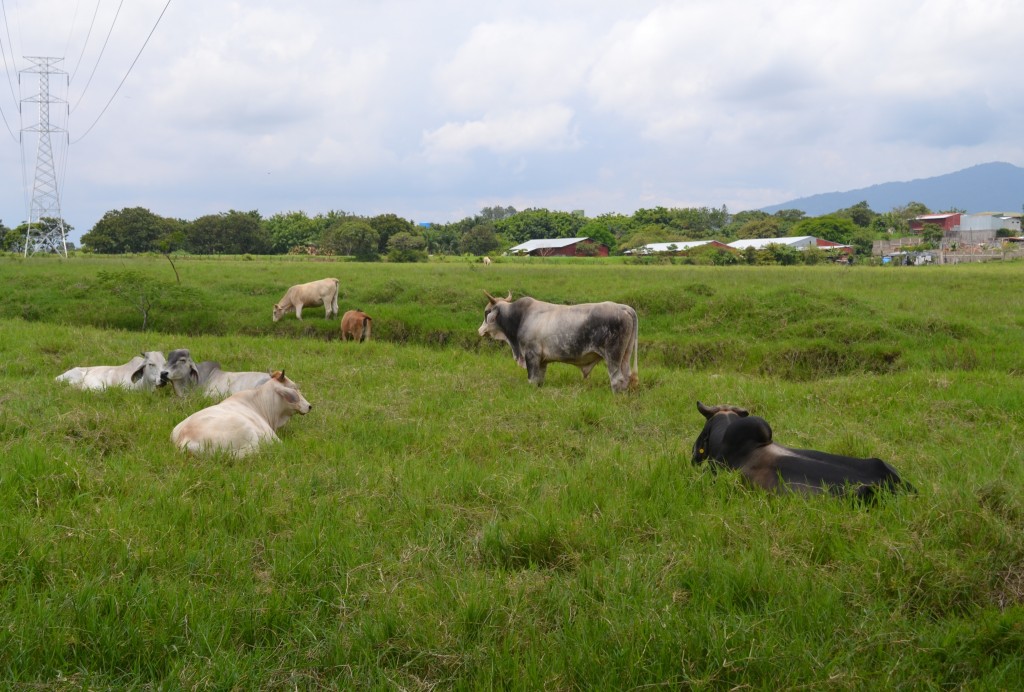 Foto: San Rafael De Alajuela - San Rafael De Alajuela (Alajuela), Costa Rica