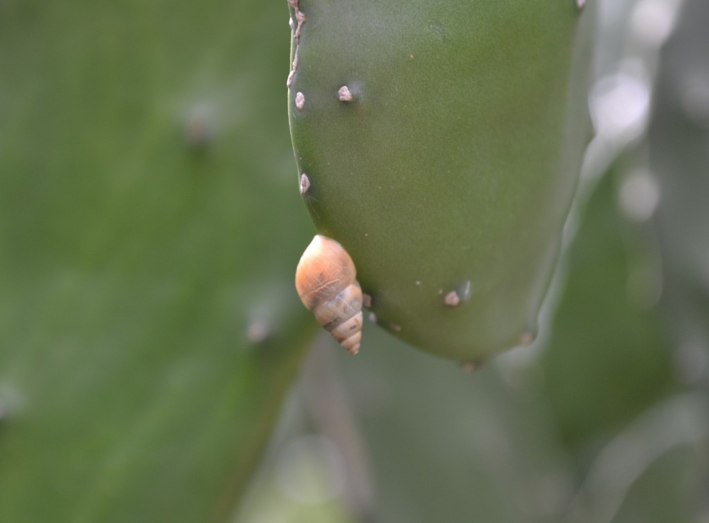 Foto: CARACOL - San Rafael De Alajuela (Alajuela), Costa Rica