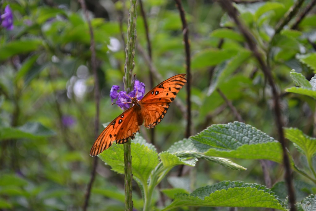 Foto: MARIPOSA - San Rafael De Alajuela (Alajuela), Costa Rica