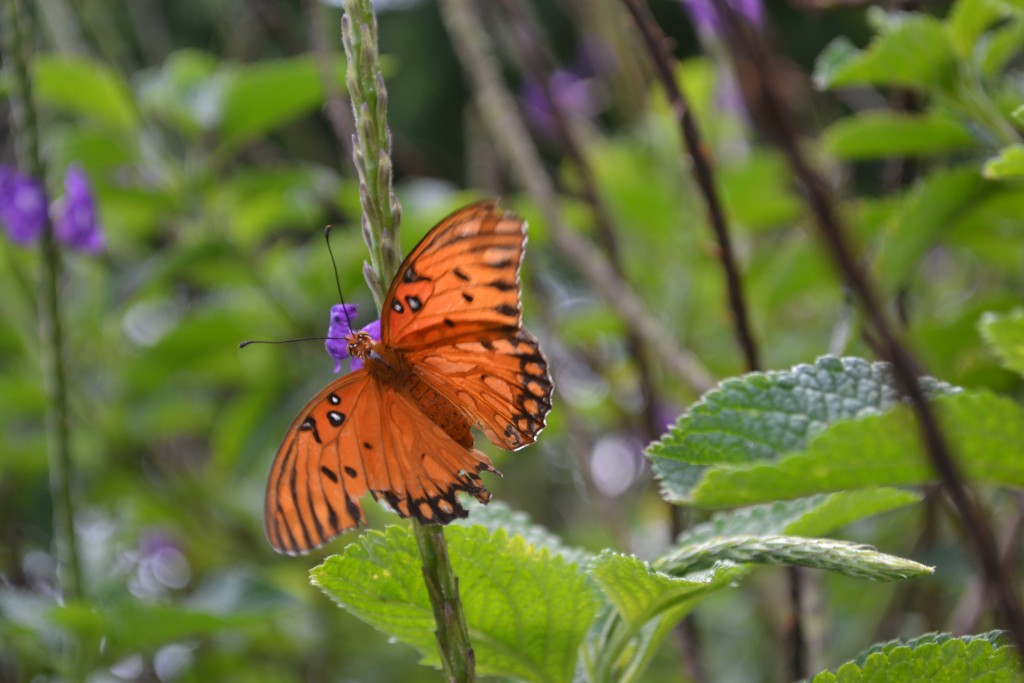 Foto: MARIPOSA - San Rafael De Alajuela (Alajuela), Costa Rica