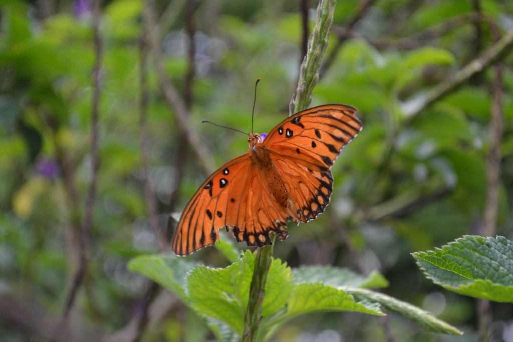 Foto: MARIPOSA - San Rafael De Alajuela (Alajuela), Costa Rica