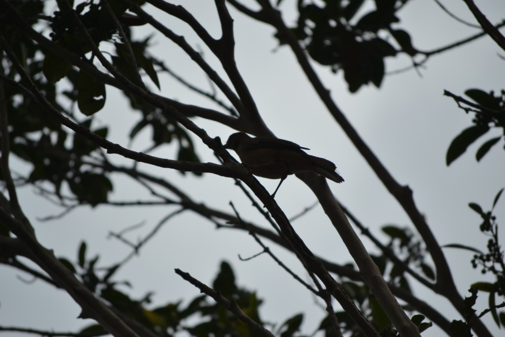 Foto: El Yigüirro: (Turdus grayi) - Alajuela, Costa Rica