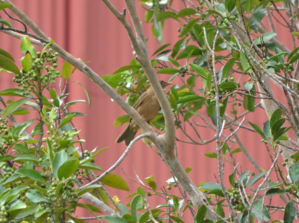 Foto: El Yigüirro: (Turdus grayi) - Alajuela, Costa Rica