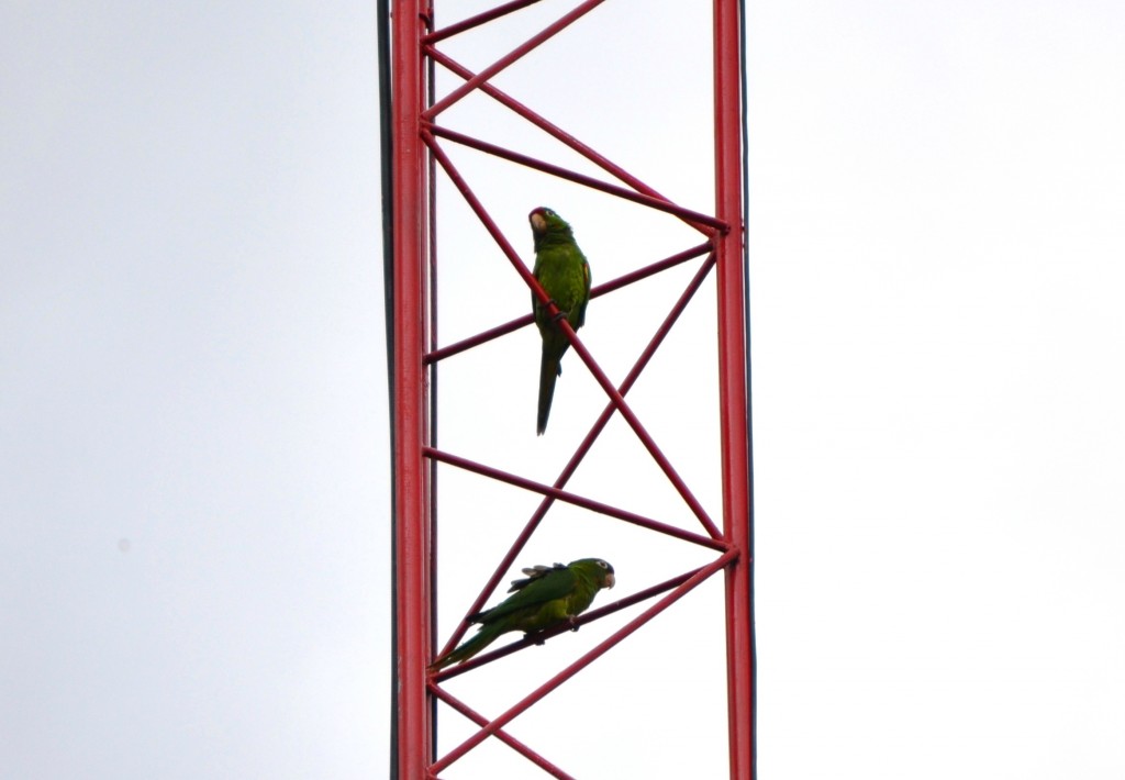 Foto: PERICO Chocoyo (Aratinga strenua) - Alajuela, Costa Rica
