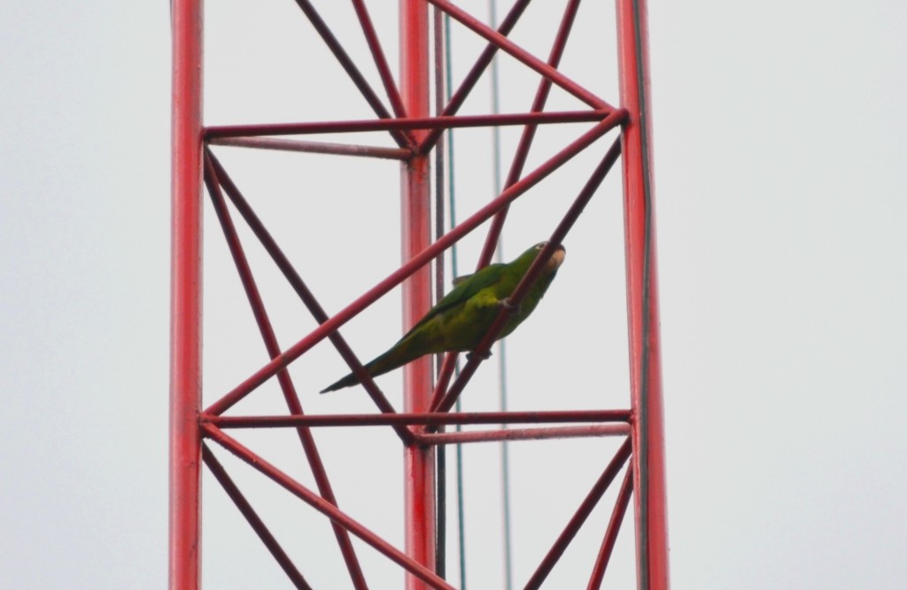 Foto: PERICO Chocoyo (Aratinga strenua) - Alajuela, Costa Rica