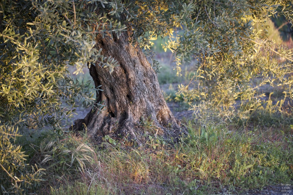 Foto: Olivo - Quentar (Granada), España