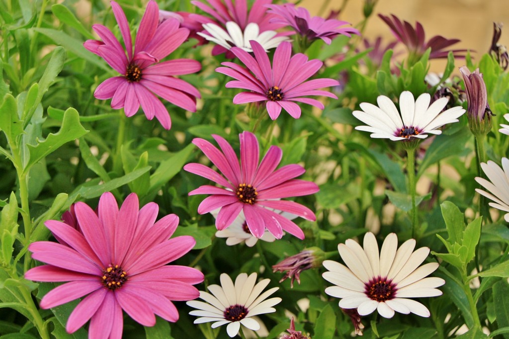 Foto: Un poco de color - El Pont d´Armentera (Tarragona), España