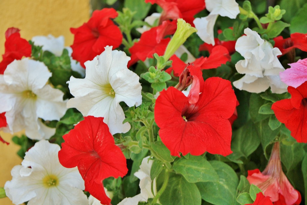 Foto: Un poco de color - El Pont d´Armentera (Tarragona), España