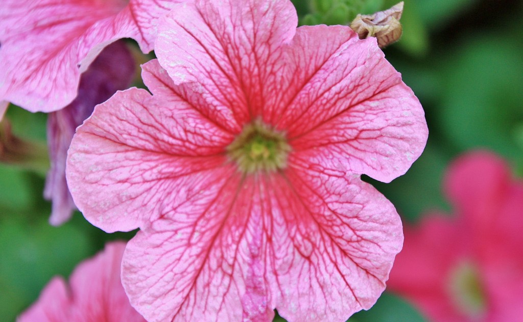 Foto: Un poco de color - El Pont d´Armentera (Tarragona), España