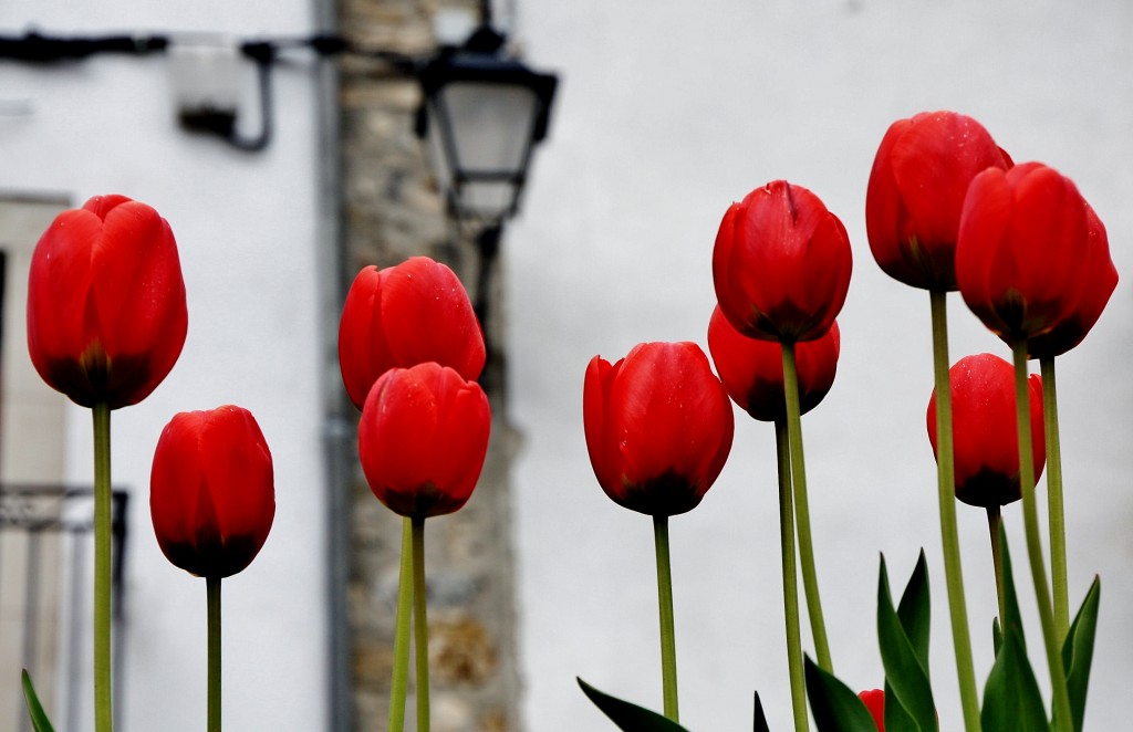 Foto: Un poco de color - Isaba (Navarra), España