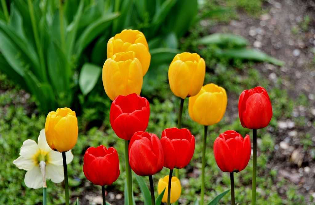 Foto: Un poco de color - Isaba (Navarra), España