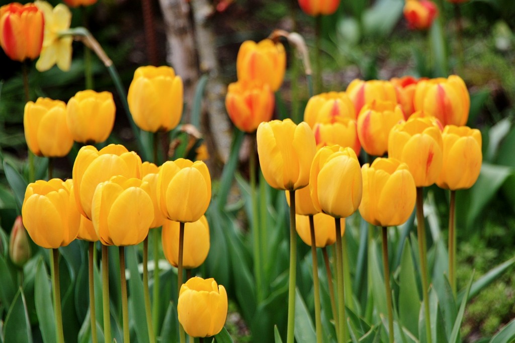 Foto: Un poco de color - Isaba (Navarra), España