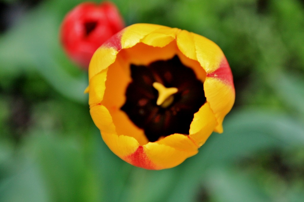 Foto: Un poco de color - Isaba (Navarra), España