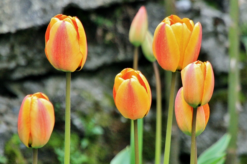 Foto: Un poco de color - Isaba (Navarra), España