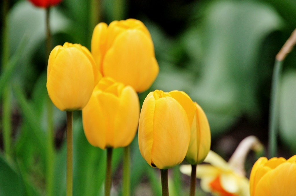 Foto: Un poco de color - Isaba (Navarra), España