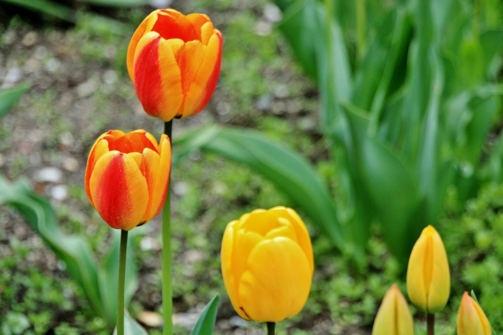 Foto: Un poco de color - Isaba (Navarra), España
