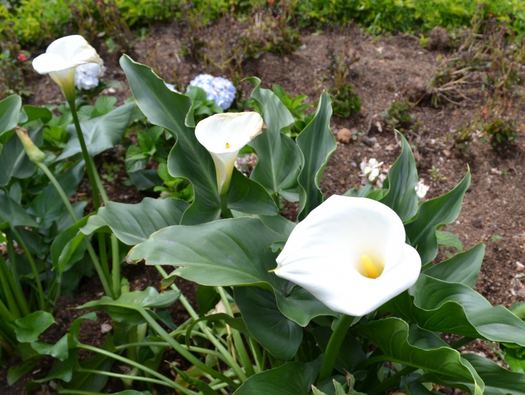 Foto de Alajuela, Costa Rica