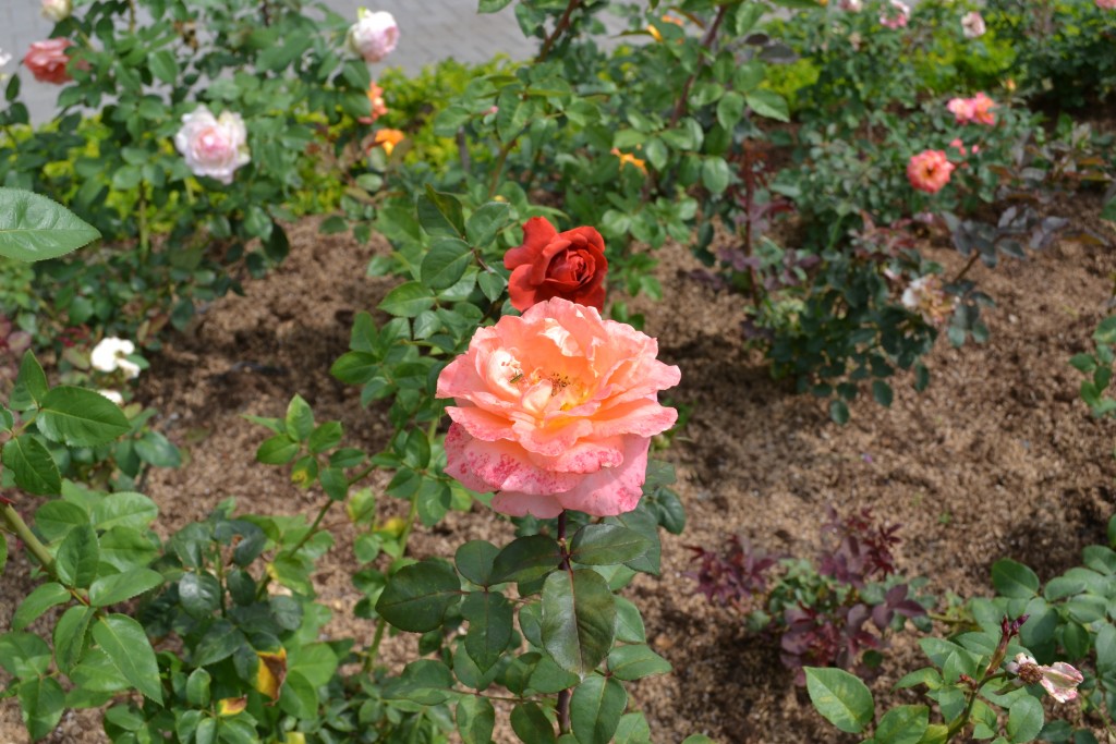 Foto de Alajuela, Costa Rica