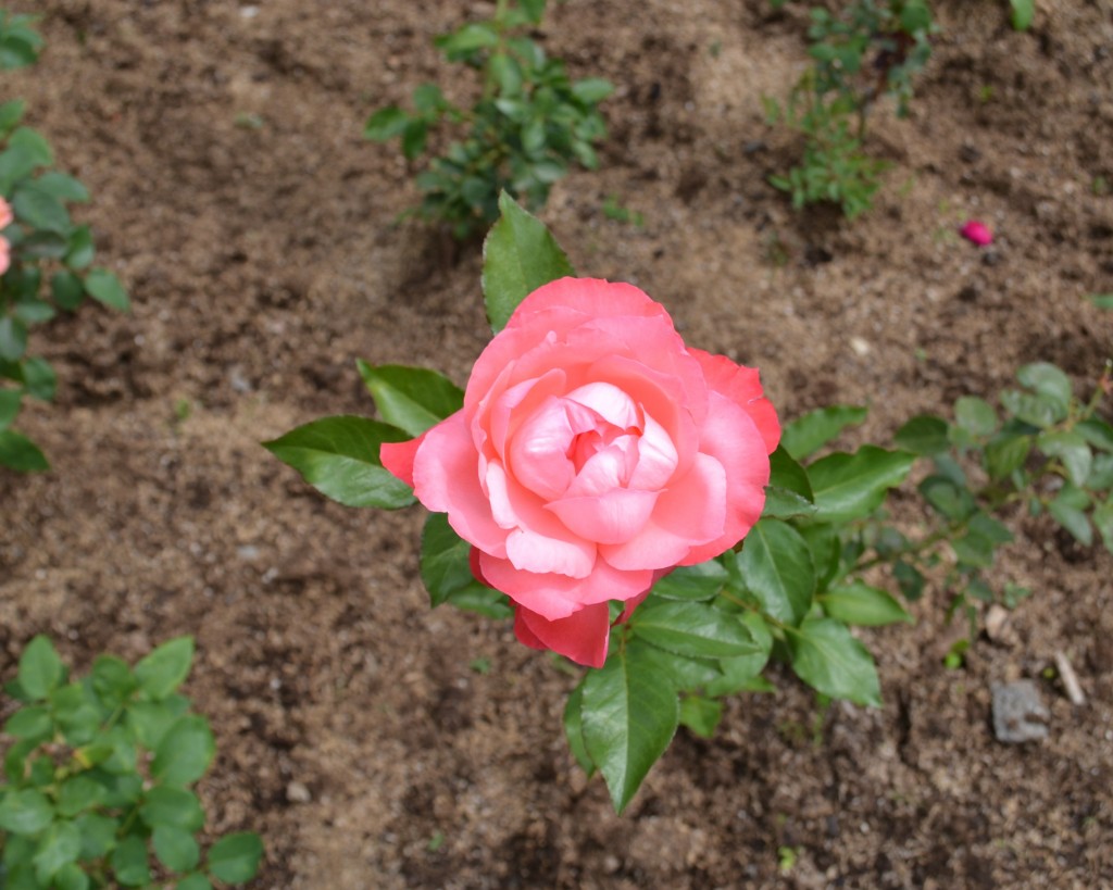 Foto de Alajuela, Costa Rica