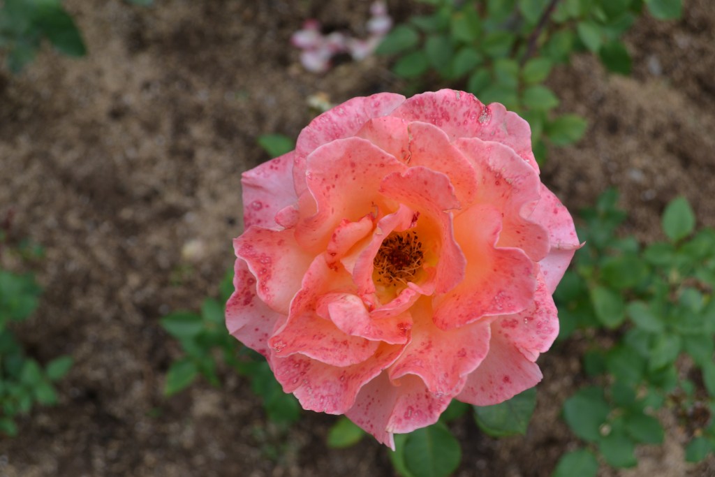 Foto de Alajuela, Costa Rica