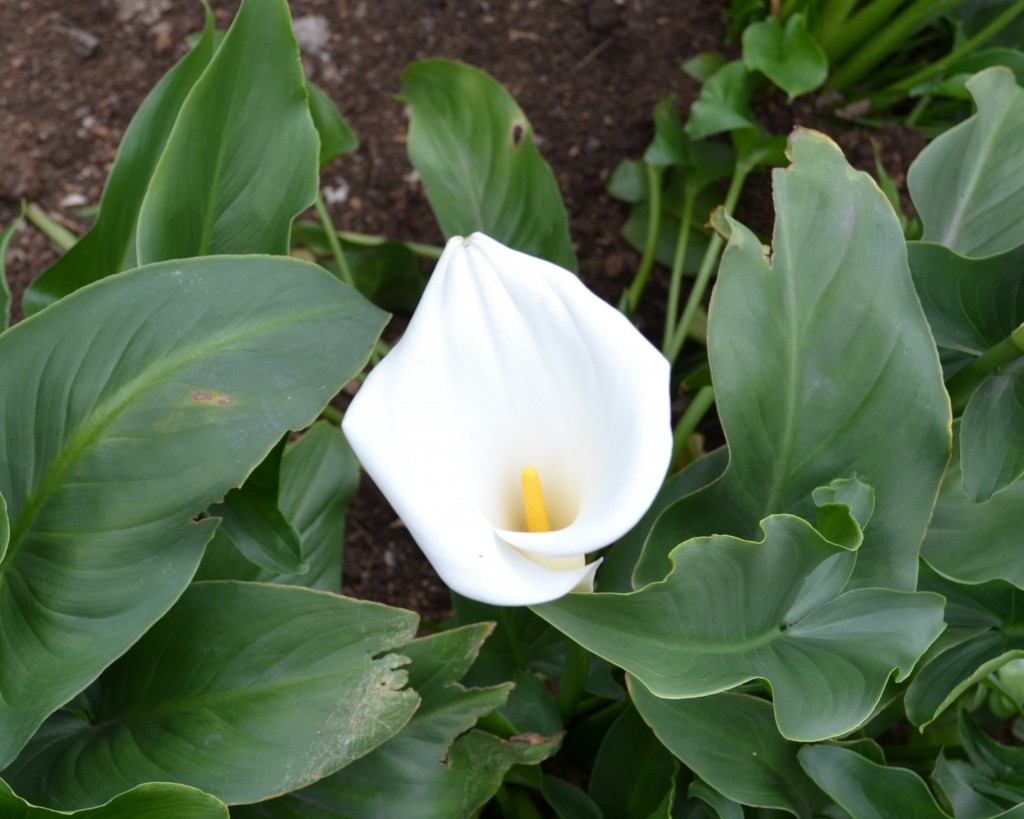 Foto de Alajuela, Costa Rica