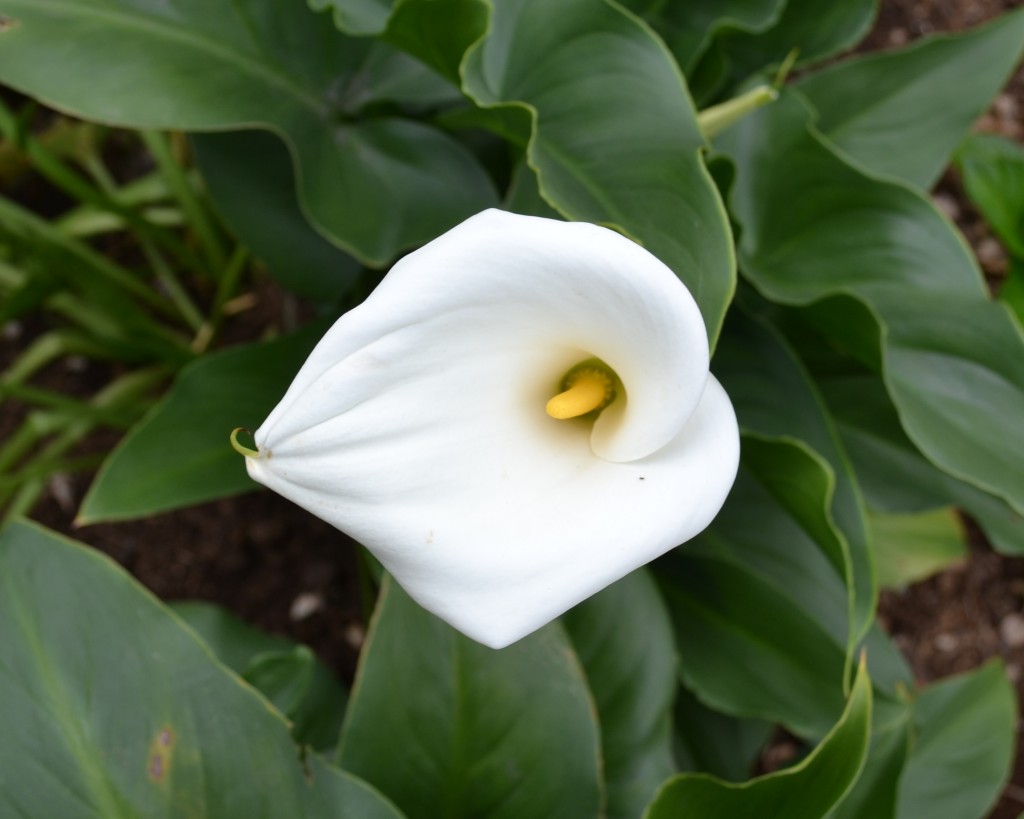 Foto de Alajuela, Costa Rica