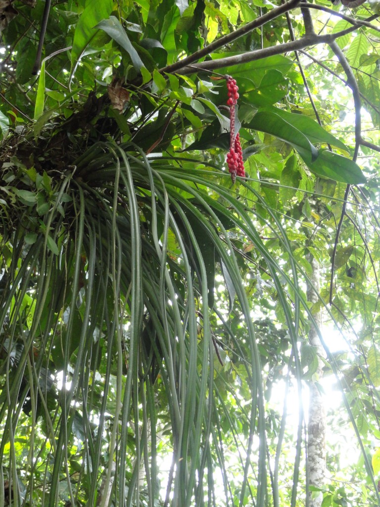 Foto: Paseo Turistico la Perla - Nueva Loja (Lago Agrio) (Sucumbios), Ecuador
