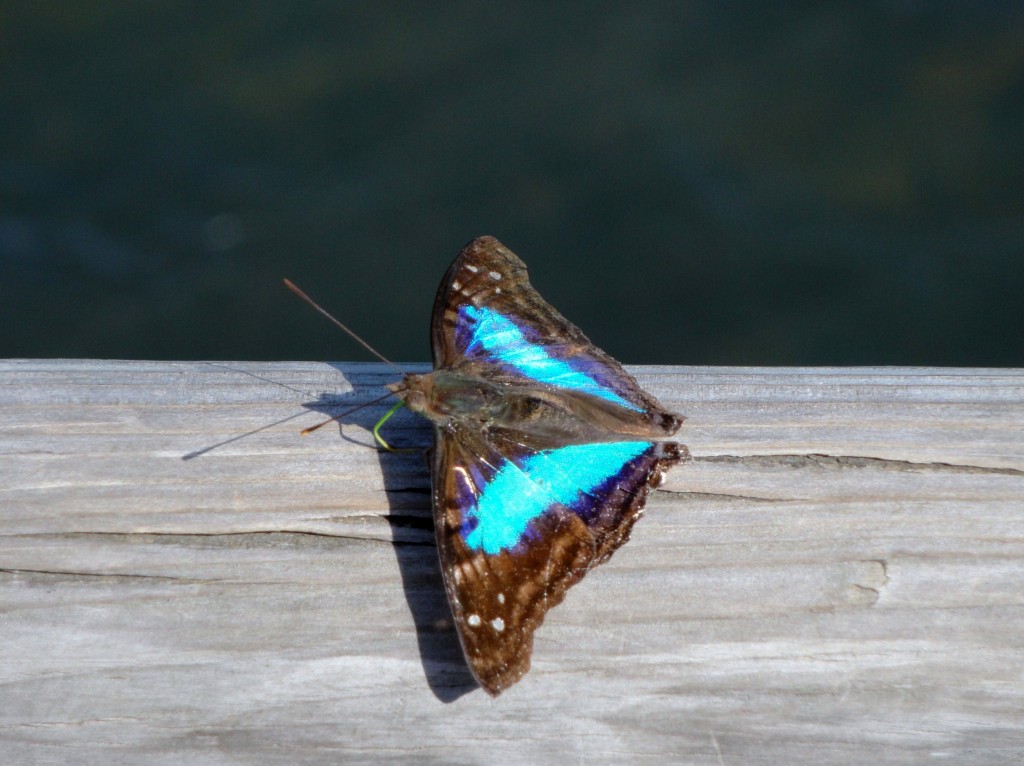 Foto: Garganta Del Diablo - Puerto Iguazú (Misiones), Argentina