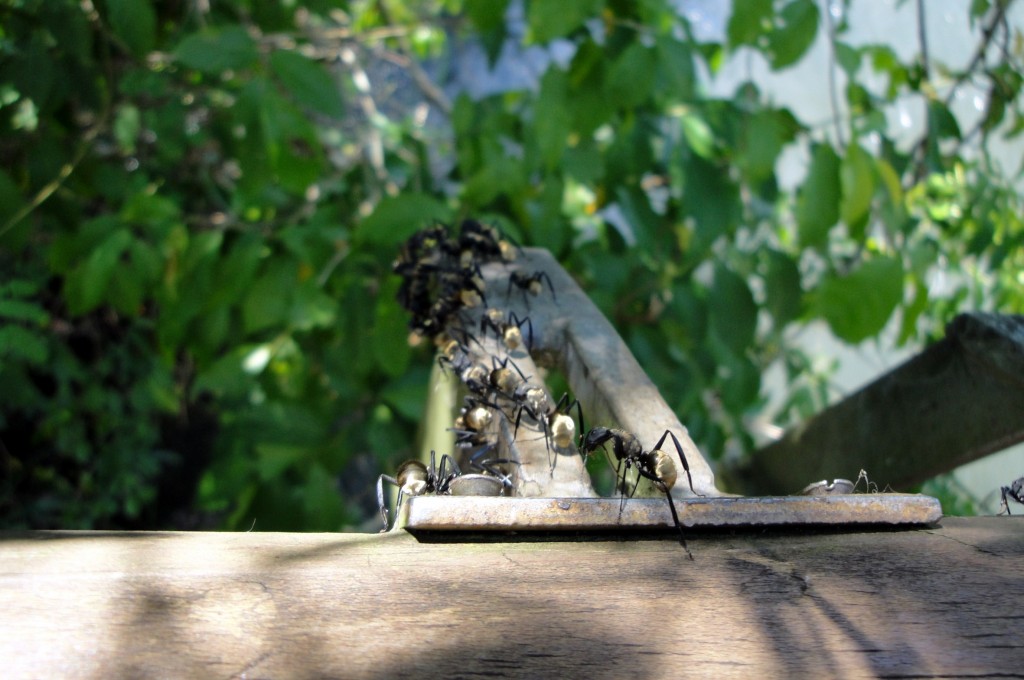 Foto: Garganta Del Diablo - Puerto Iguazú (Misiones), Argentina