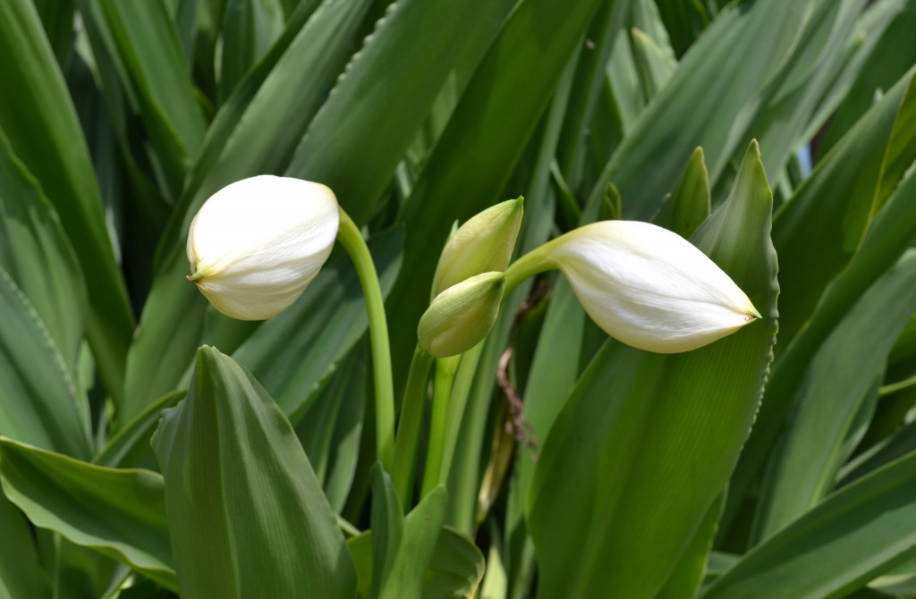 Foto: U.T.N - Alajuela, Costa Rica