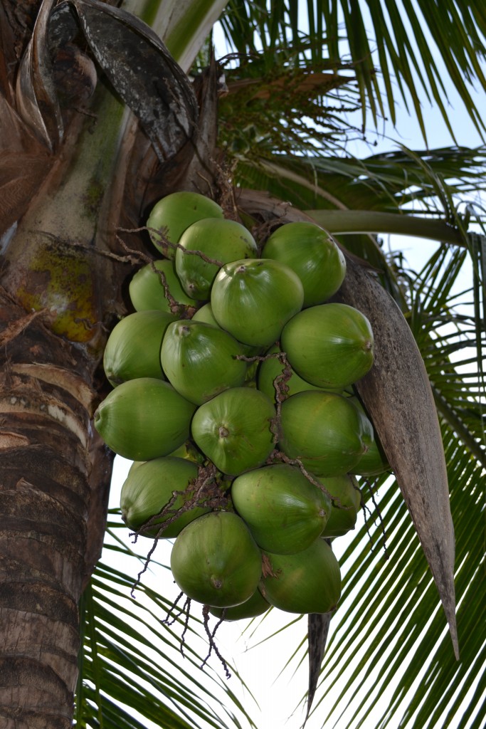 Foto: U.T.N - Alajuela, Costa Rica